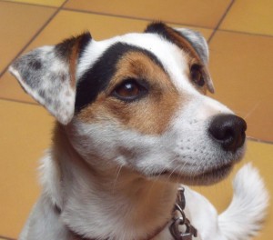 GCh. Fox Meadow´s Beetlejuice